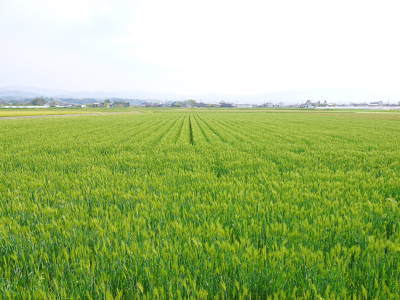 れんげを肥料に使い今年も変わらぬ美味しさに「七城町砂田のこだわりれんげ米」れんげの花咲く様子(2021)_a0254656_17124286.jpg