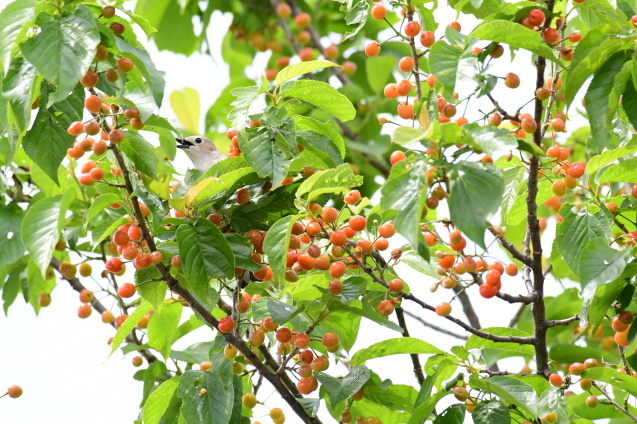 時すでに遅し La Nature