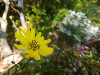 花と出会う…_b0368362_05041092.jpg