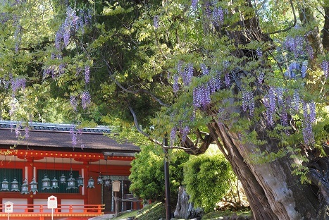 奈良公園の藤の花 春日大社 萬葉植物園 峰さんの山あるき