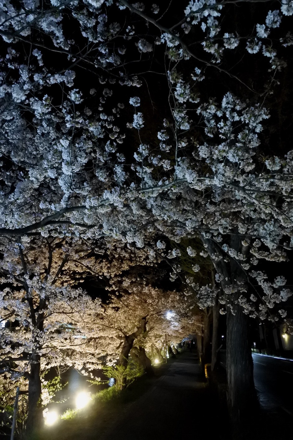 長野そぞろ歩き 松本 花見 松本城の夜桜 日本庭園的生活