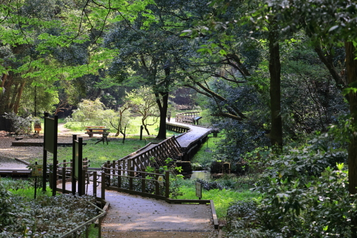 東高根森林公園 Ⅲ_f0057178_20282219.jpg