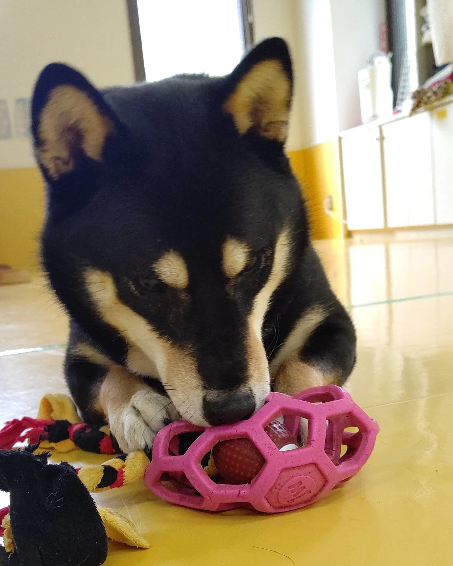 おもちゃに夢中⚽️_f0357682_16572315.jpg