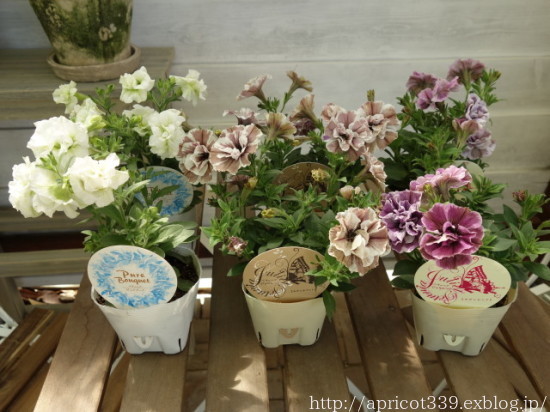 パンジー&ビオラからペチュニアへ植え替え_c0293787_15551905.jpg