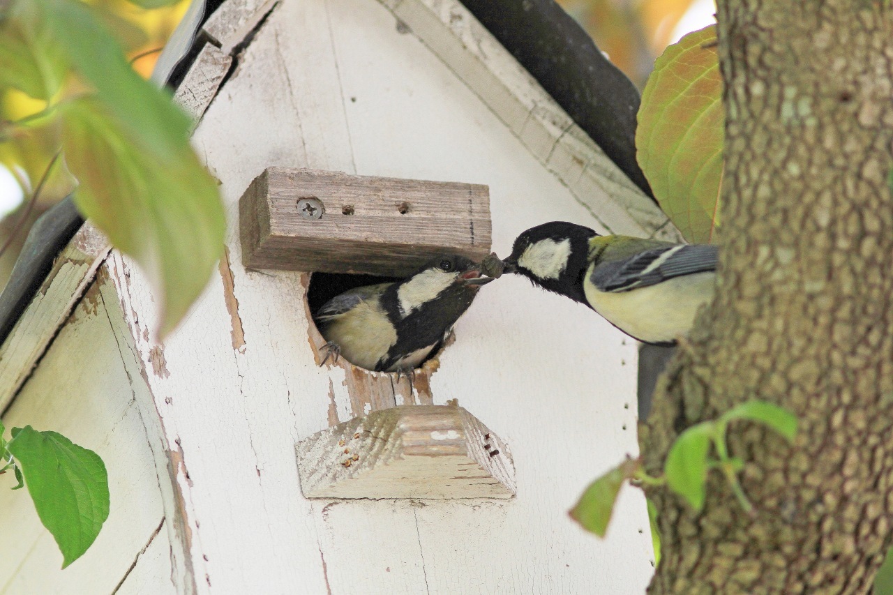 我が家の巣箱にシジュウカラ ｔ ｈの野鳥写真