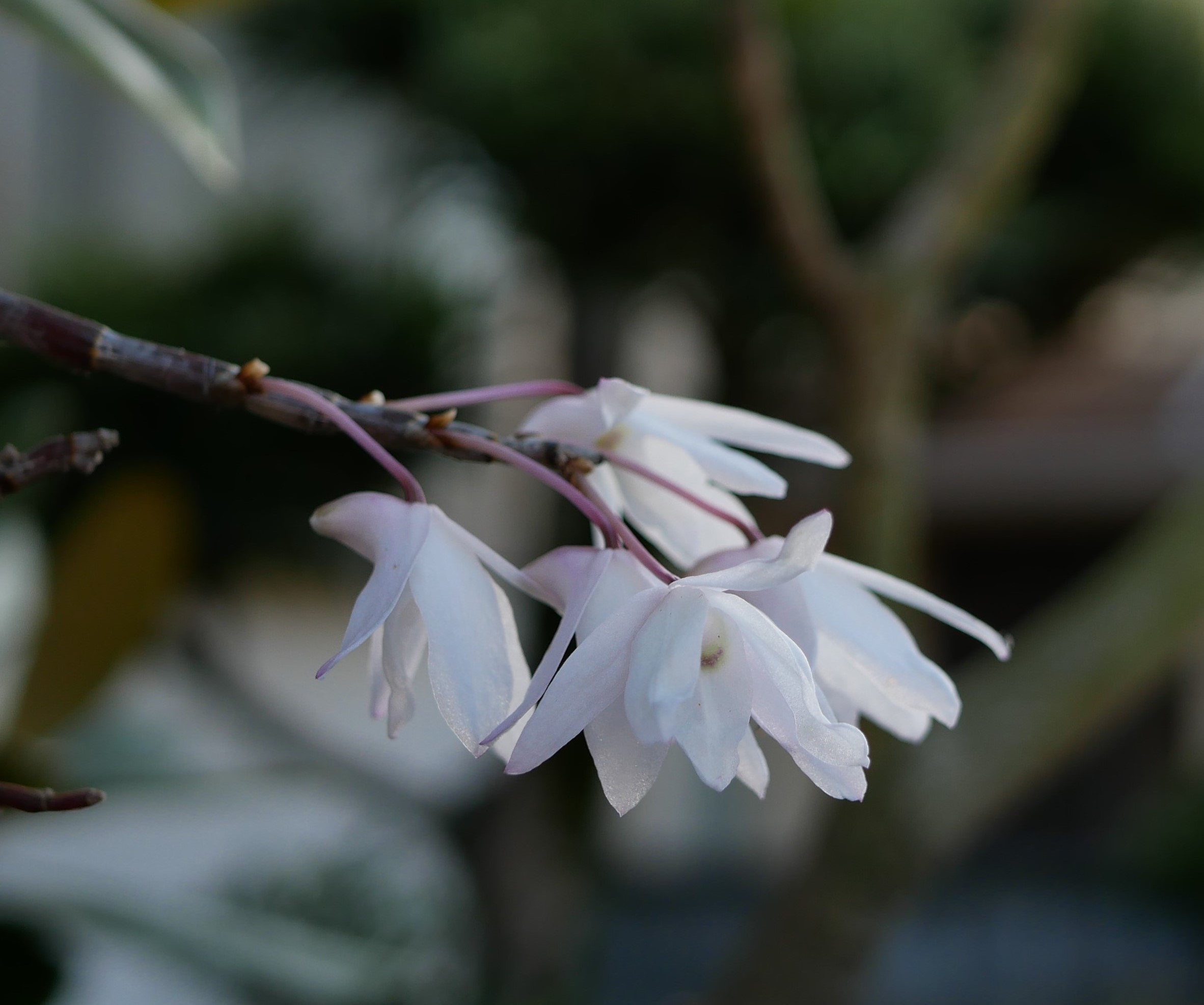 ラン科の花 なるきんのつぶやき2 ラン科の花 なるきんのつぶやき2