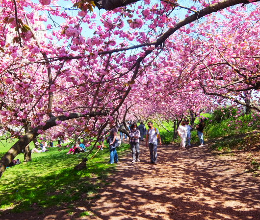 咲き始めました、セントラルパークの桜のトンネル_b0007805_04465557.jpg