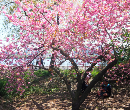 咲き始めました、セントラルパークの桜のトンネル_b0007805_04472177.jpg