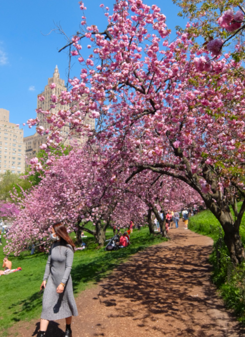 咲き始めました、セントラルパークの桜のトンネル_b0007805_04473590.jpg