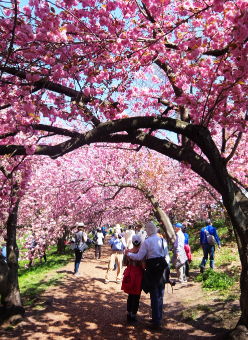 咲き始めました、セントラルパークの桜のトンネル_b0007805_04475523.jpg