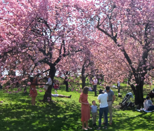 咲き始めました、セントラルパークの桜のトンネル_b0007805_04482671.jpg