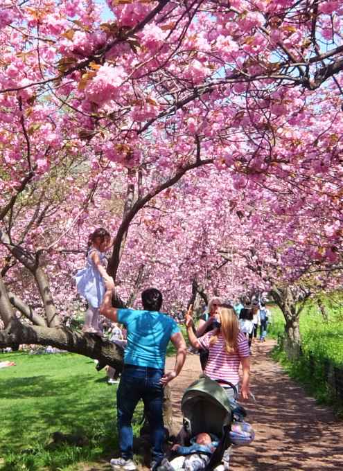 咲き始めました、セントラルパークの桜のトンネル_b0007805_04484454.jpg