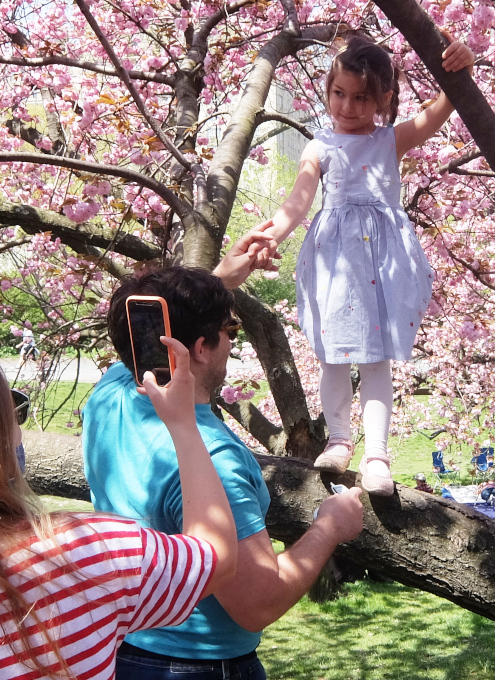 咲き始めました、セントラルパークの桜のトンネル_b0007805_04485699.jpg