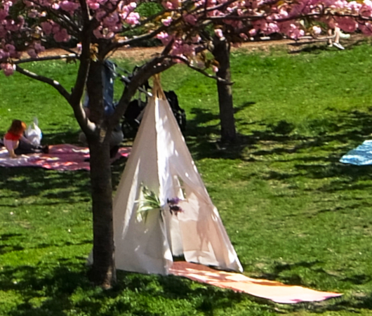 咲き始めました、セントラルパークの桜のトンネル_b0007805_19435961.jpg