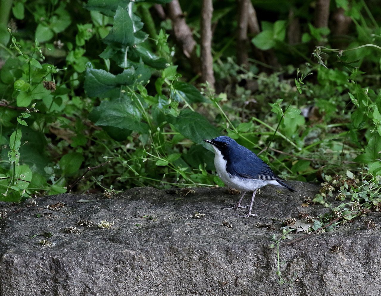 今季もコルリがやって来た 一期一会の野鳥たち