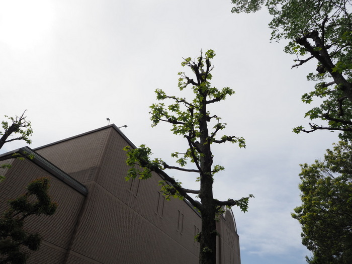 佐伯区民文化センター&五日市中央公園_c0116915_23475964.jpg