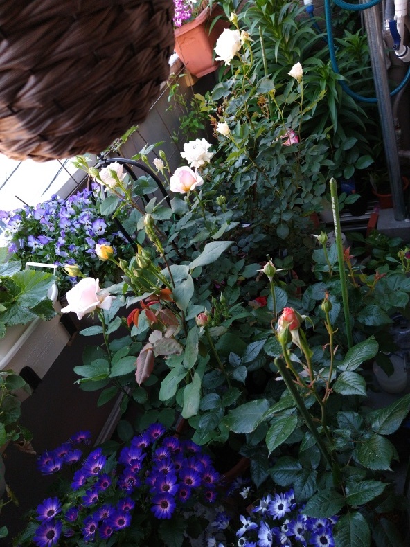 ベランダ薔薇園 開園 美しく香りも素晴らしい薔薇 ガブリエル ベランダ栽培 ベランダ薔薇園 開園 美しく香りも素晴らしい薔薇 ガブリエル ベランダ栽培