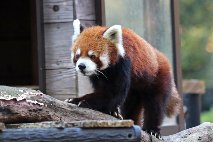 晩秋のレッサーパンダ 風太 千葉市動物公園 November 続々 動物園ありマス 晩秋のレッサーパンダ 風太 千葉市動物公園 November 続々 動物園ありマス