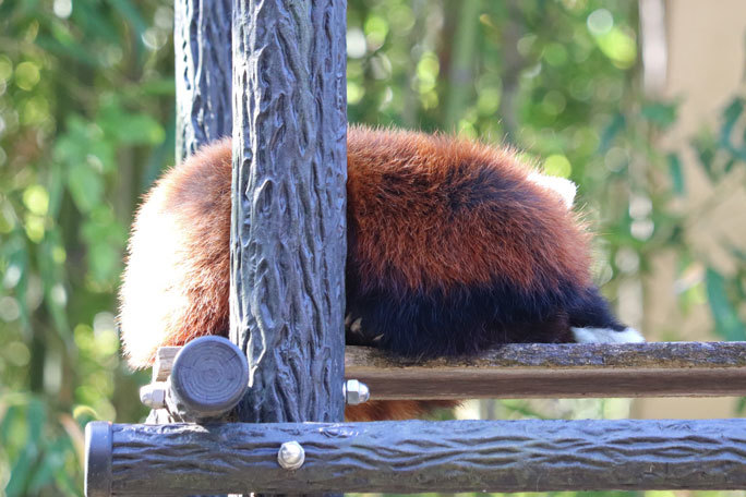 晩秋のレッサーパンダ「風太」（千葉市動物公園 November 2020