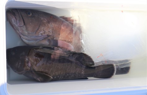 勝浦沖のマハタ 午後船でリベンジ成功 メジマグロのナブラ