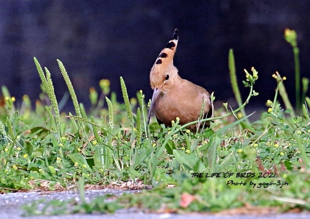 野鳥の羽根　鳥　ヤツガシラの羽根 野鳥の羽根 鳥 ヤツガシラの羽根 野鳥の羽根 鳥 ヤツガシラの