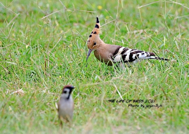 何かの拍子に驚いて冠羽を広げる、ヤツガシラ : THE LIFE OF BIRDS ー