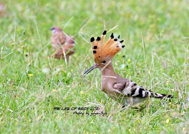 野鳥の羽根　鳥　ヤツガシラの羽根 ヤツガシラ | GOOPASS ANIMAL MAGAZINE