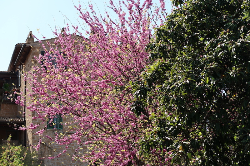 藤・椿 壁の花もきれいオルヴィエート_f0234936_23405047.jpg