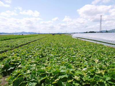 熊本県産!有機栽培の水田ごぼう 令和3年の先行予約受付スタート!は5月11日(火)より発送開始です!_a0254656_17193402.jpg