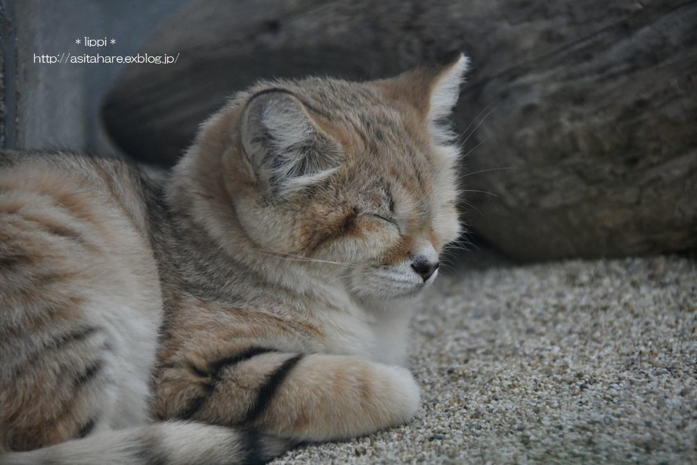 砂漠のねこ_b0024758_14320135.jpg