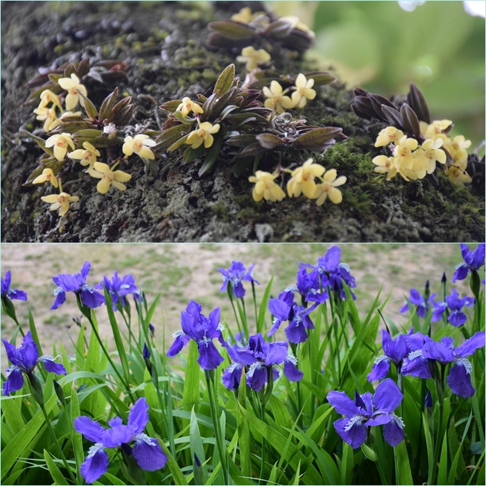 英彦山登山&九重山麓（鳴子川沿い）花散歩。_f0016066_06175906.jpg