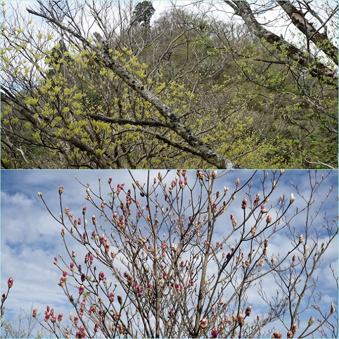 英彦山登山&九重山麓（鳴子川沿い）花散歩。_f0016066_06262750.jpg