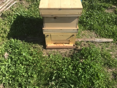 ミツバチくる 2021/4、28_e0019167_21090431.jpeg