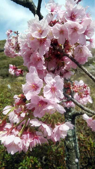 長寿が丘つつじ公園_c0152779_14505945.jpg