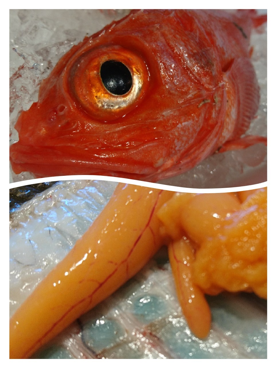 くろいしの日記 By しまか