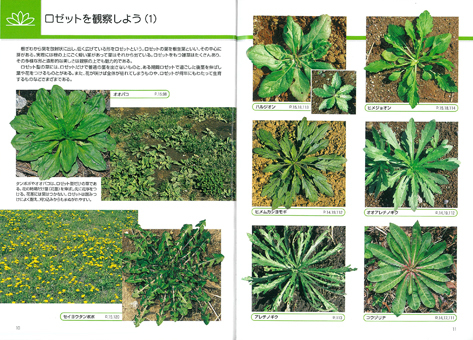 『新訂 校庭の雑草』ができた!_d0163696_19085443.jpg