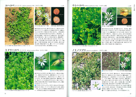 『新訂 校庭の雑草』ができた!_d0163696_19090377.jpg