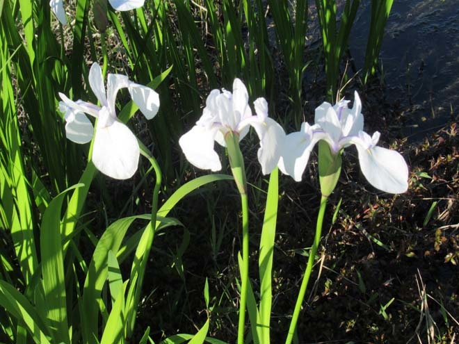 白いカキツバタが咲いた　深泥池_e0048413_18000277.jpg