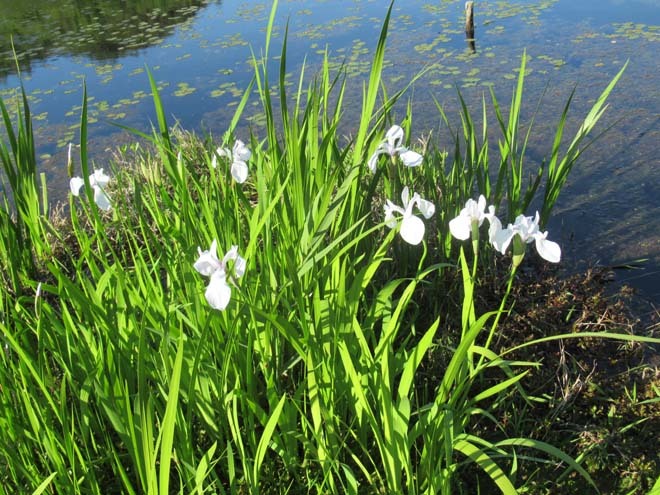 白いカキツバタが咲いた　深泥池_e0048413_18001899.jpg