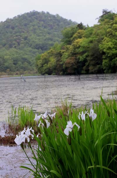 白いカキツバタが咲いた　深泥池_e0048413_18003076.jpg