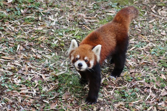 夕暮れ時のレッサーパンダ 風太 ありがとう クウタ 千葉市動物公園 November 続々 動物園ありマス 夕暮れ時のレッサーパンダ 風太 ありがとう クウタ 千葉市動物公園 November 続々 動物園ありマス