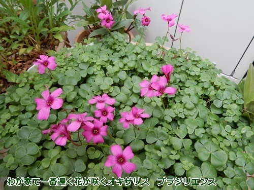 いろいろな事情の花 咲くを楽しみに 自然とともに生きる いろいろな事情の花 咲くを楽しみに 自然とともに生きる