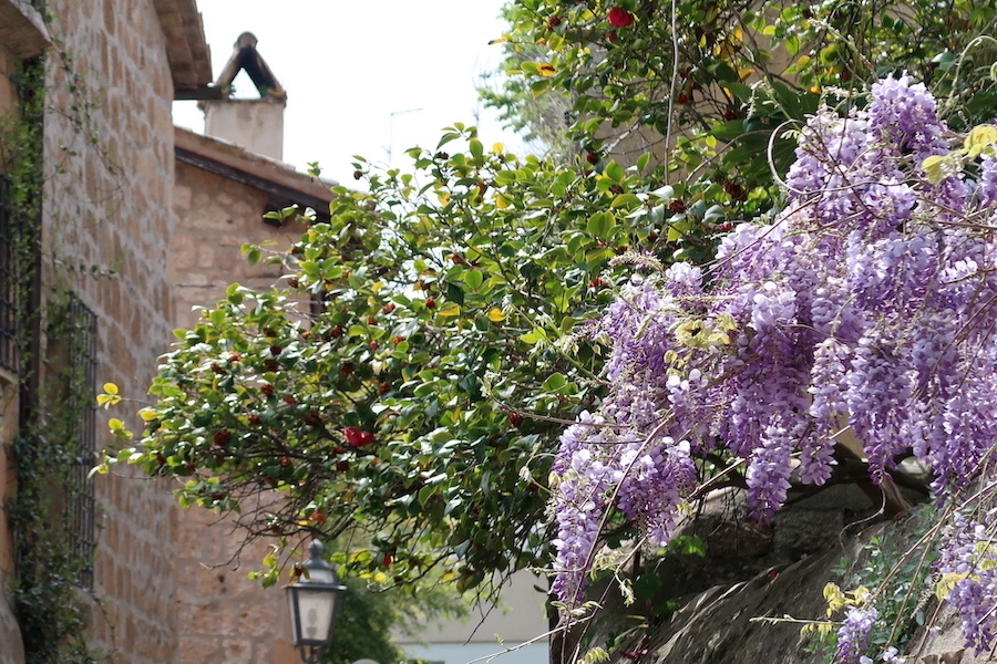 藤・椿 壁の花もきれいオルヴィエート_f0234936_00305044.jpg