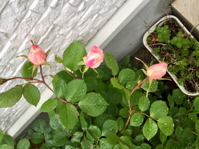 薔薇のマチルダにたくさんの蕾 島美砂 毎日がおかげさま