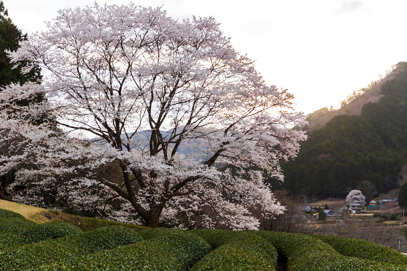 2021桜咲く三重　美杉竹原の薄墨桜_f0155048_23180148.jpg