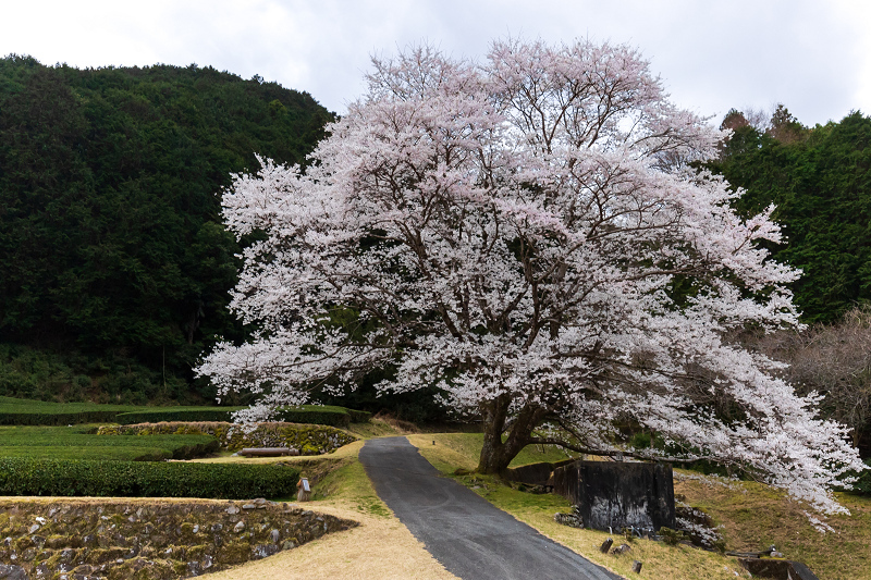 2021桜咲く三重　美杉竹原の薄墨桜_f0155048_23221056.jpg