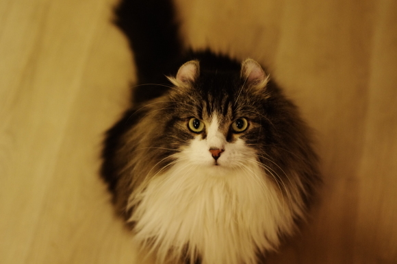 Cats Cafe ねこの森 Cats Cafe ねこの森