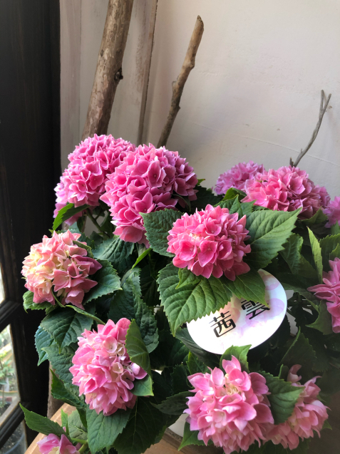 紫陽花たくさん入荷しました 優しき花を君の手に