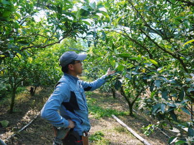 究極の柑橘「せとか」 令和3年度も完売御礼!来年も至高のせとかを作るための匠の花芽剪定を現地取材!_a0254656_17540393.jpg
