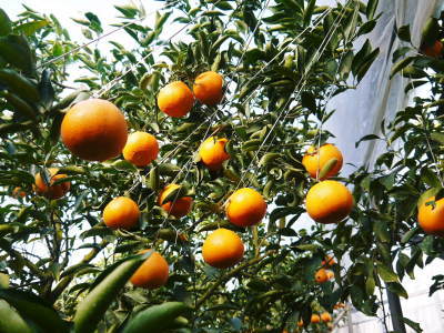 究極の柑橘「せとか」　令和３年度も完売御礼！来年も至高のせとかを作るための匠の花芽剪定を現地取材！_a0254656_18281253.jpg